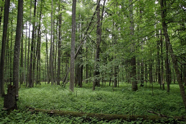 The protected woodland offers a glimpse into what Europe looked like many centuries ago