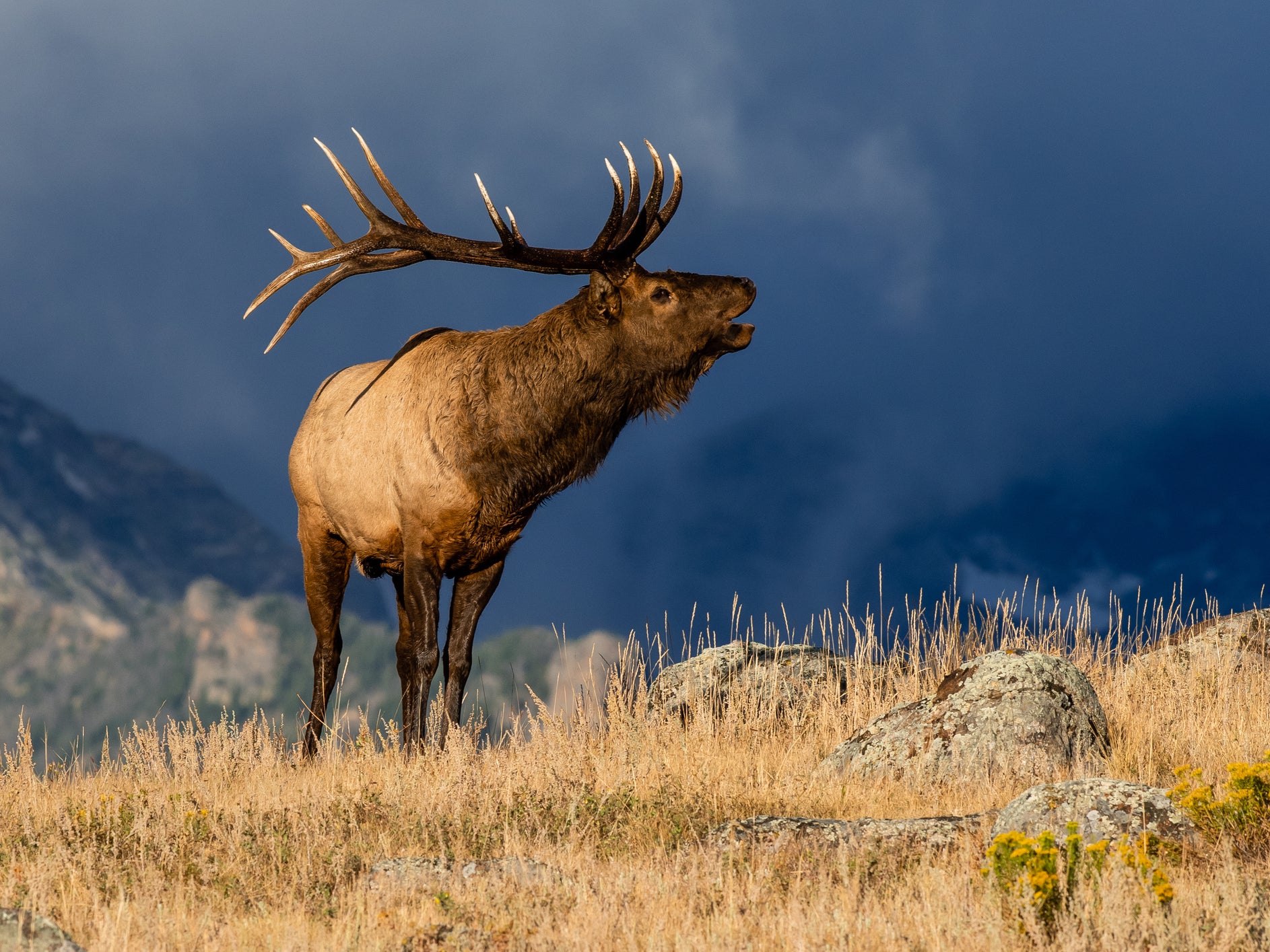 Elk may become aggressive if they are penned in and at mating time, experts say