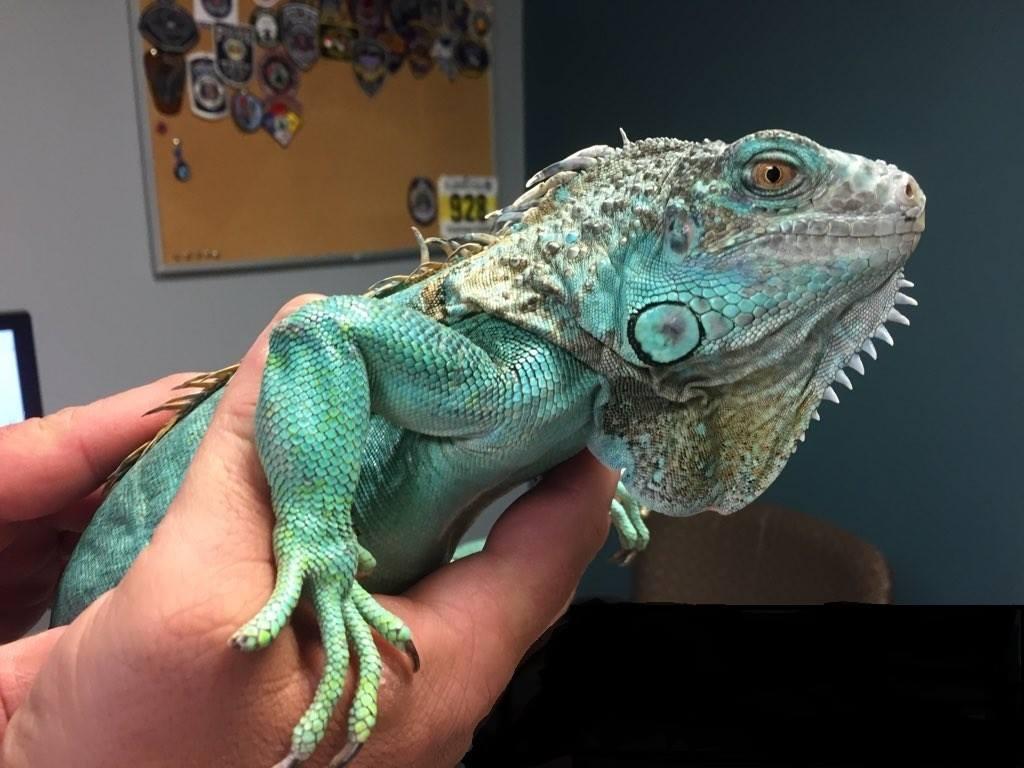 Copper the Iguana.