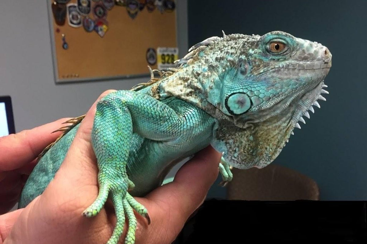 Man arrested for pulling iguana out of his shirt and throwing it at a ...