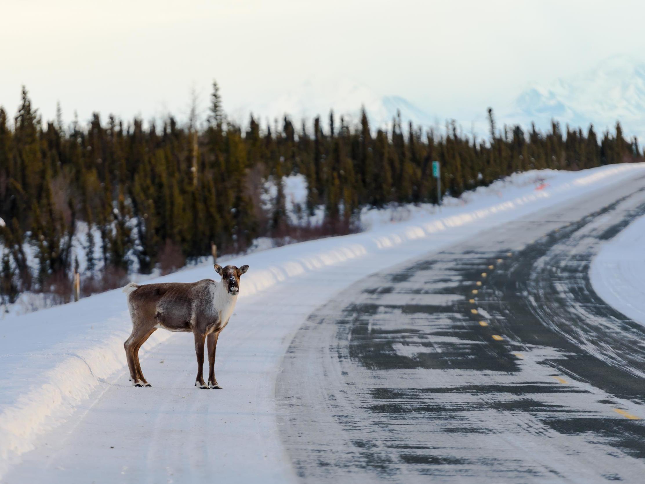 American caribou are considered largely extinct except in Alaska