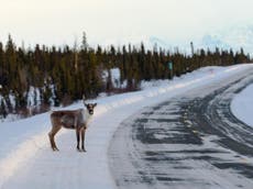Hopes last surviving American reindeer will breed with Canadian herd