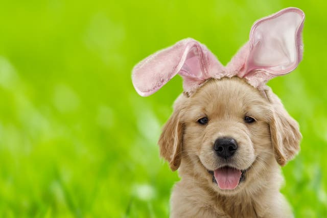 What you should know about dogs and Easter chocolate 