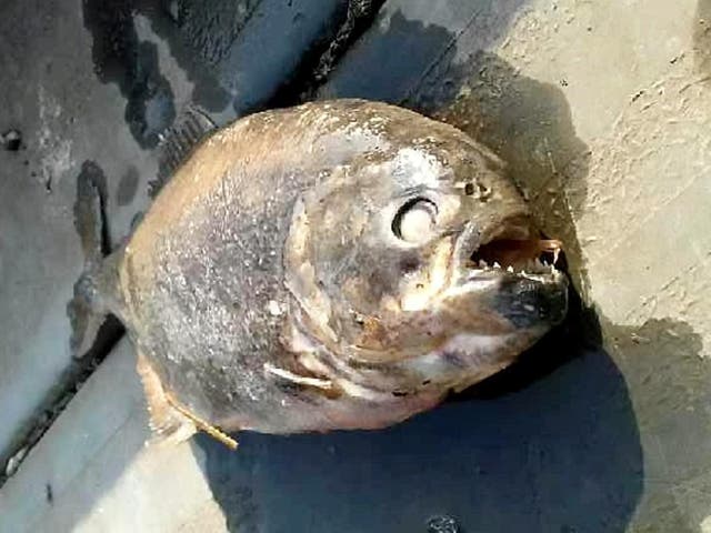 Two carnivorous piranhas- native to South America - were found in Martinwells Lake in Doncaster