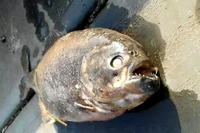 Two carnivorous piranhas- native to South America - were found in Martinwells Lake in Doncaster