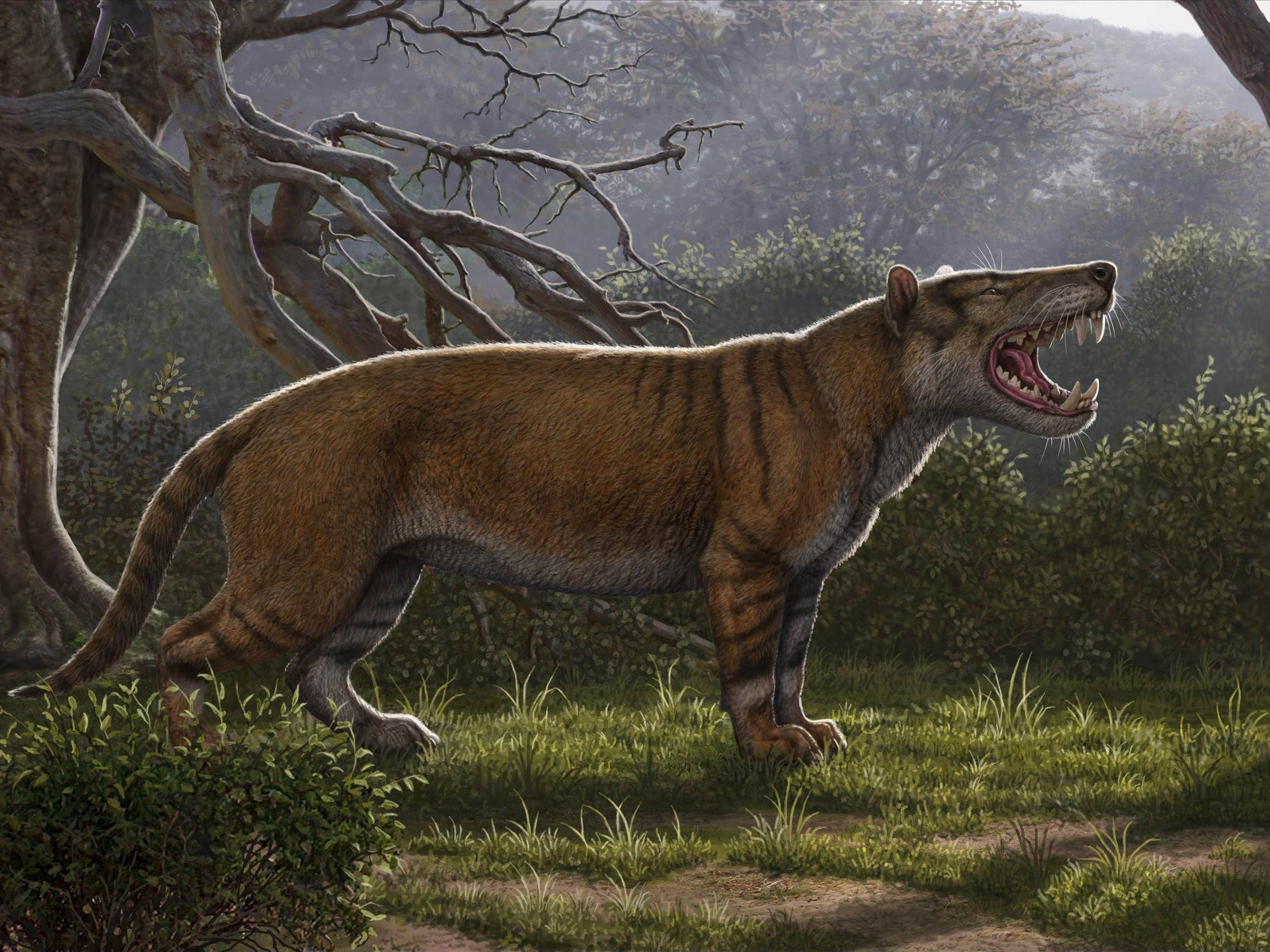 An artists impression of the Simbakubwa kutokaafrika, a gigantic carnivore which lived 22 million years ago in Africa and was larger than a polar bear