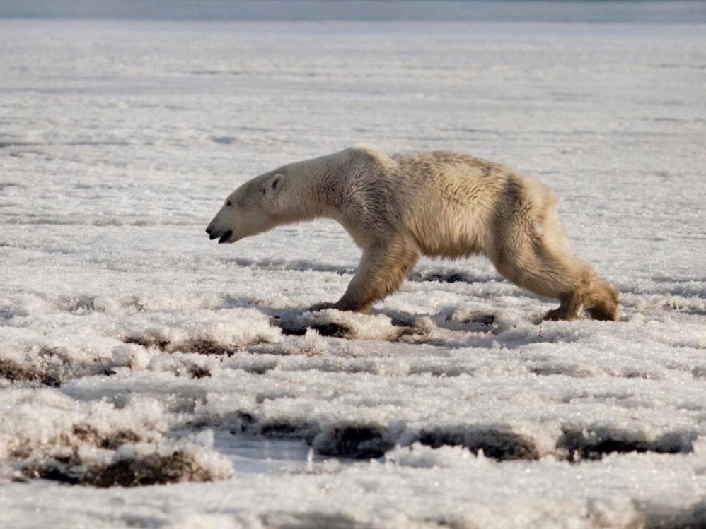 Polar bear found lost in Russian village hundreds of miles from home | The  Independent | The Independent