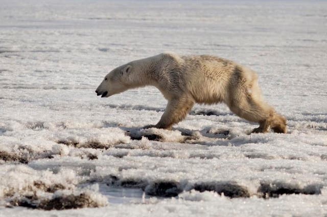 A polar bear was spotted looking for food in the village of Tilichiki on the Kamchatka peninsula, in far eastern Russia, hundreds of miles from its natural habitat in Chukotka.