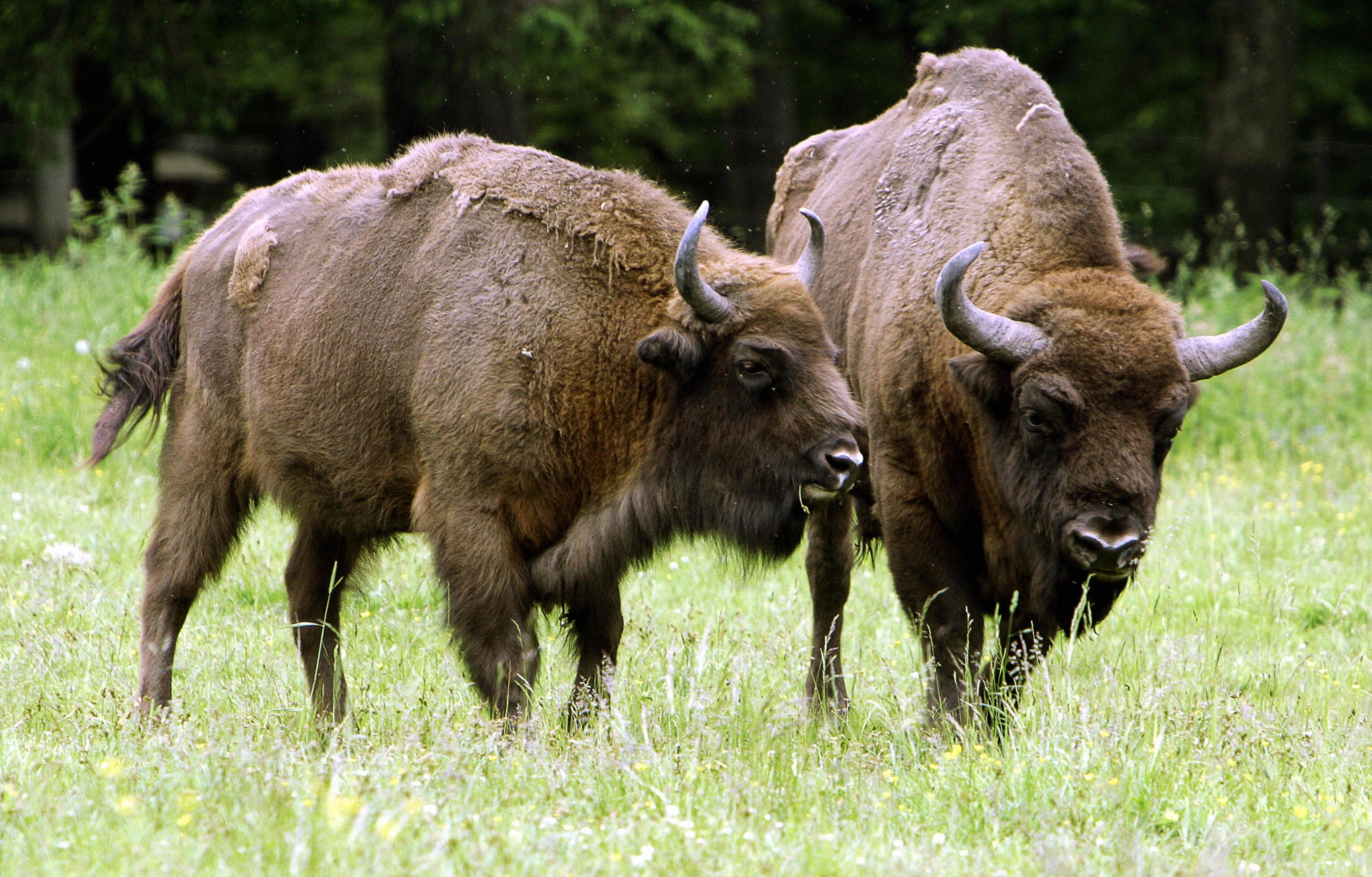 The area is home to Europe’s largest herd of bison