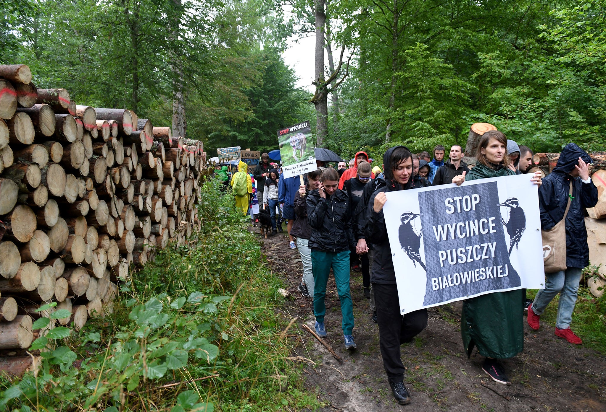 Protesters march in the forest in 2017