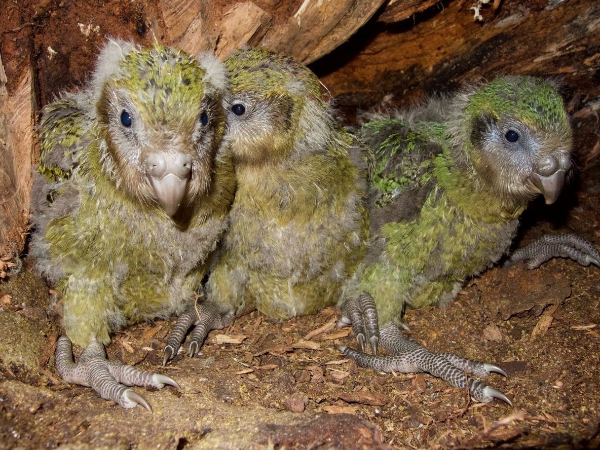 Kakapo parrot chicks on April 18, 2019, in an undisclosed location in New Zealand