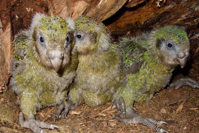 Kakapo parrot chicks on April 18, 2019, in an undisclosed location in New Zealand