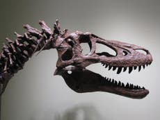 Scientists enraged as T-Rex skeleton is put on eBay for £2.25m