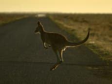 Wolf ‘snatches pet kangaroo’ from Belgium home