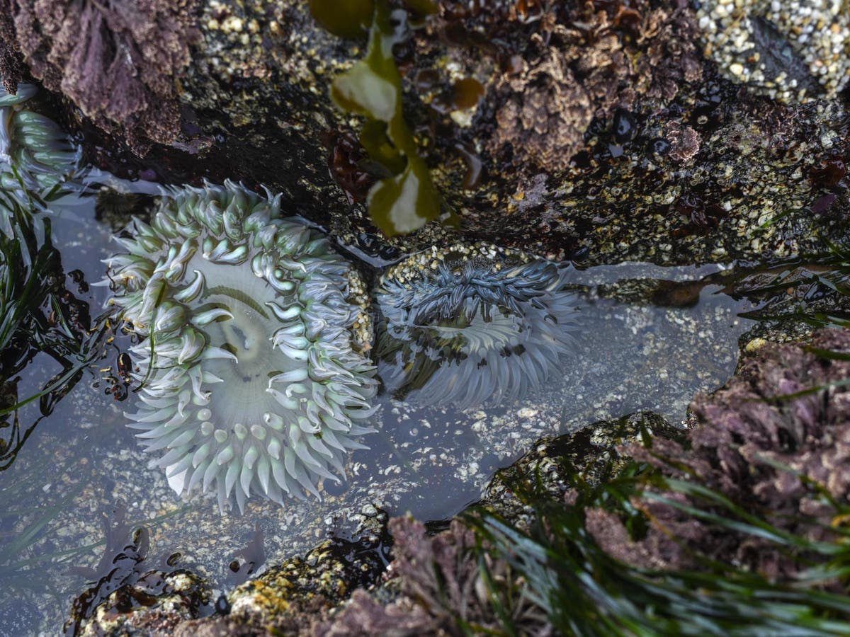 Lost sea creatures wash up in California as melting ice caps ‘open door ...