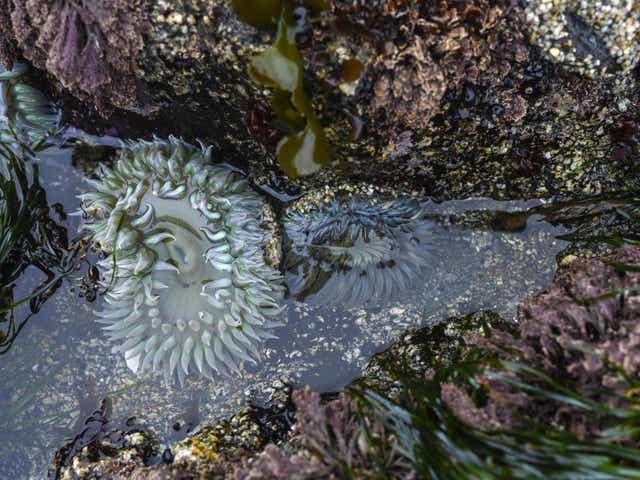 A sunburst sea anemone, right, has taken up residence at Horseshoe Cove in Bodega Bay, California