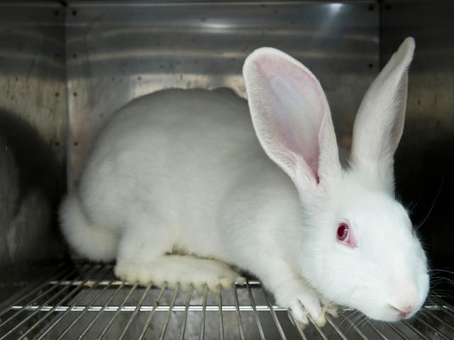 About 26 experiments are conducted every day on rabbits in the UK, many in universities, pressure group AJP believes