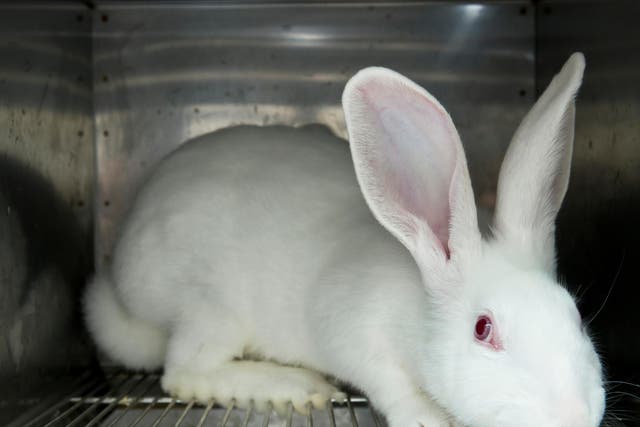 About 26 experiments are conducted every day on rabbits in the UK, many in universities, pressure group AJP believes
