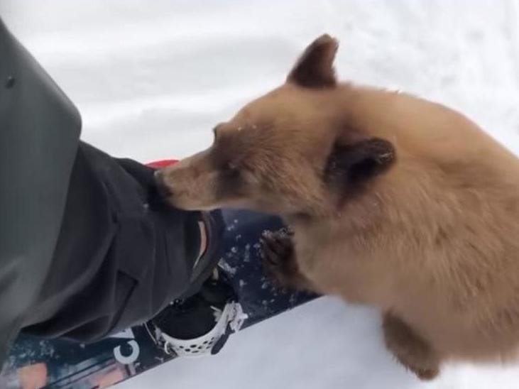 The female bear cub was caught on camera sniffing the snowboarders leg before climbing aboard