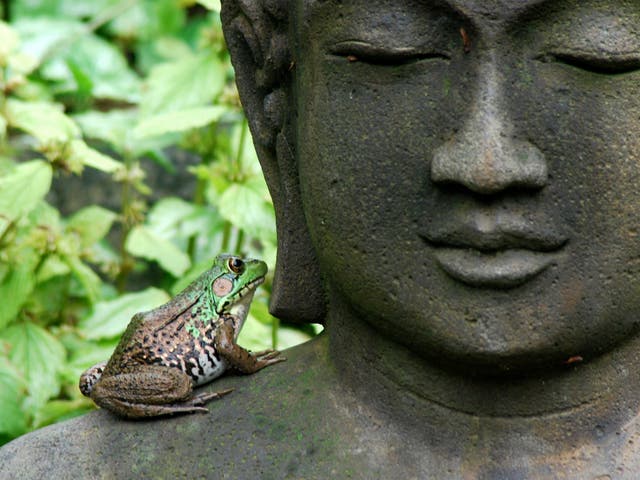 Margaret Roach, author of ‘A Way to Garden’, has a rich frog population in her garden in Copake Falls, New York