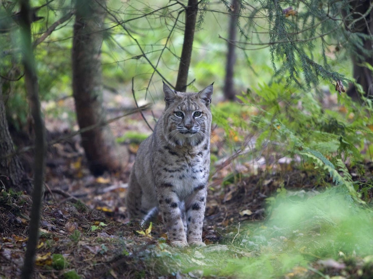 Rabid Bobcat Attacks Golfer And Horse Before Being Beaten With Clubs Then Put Down The Independent The Independent