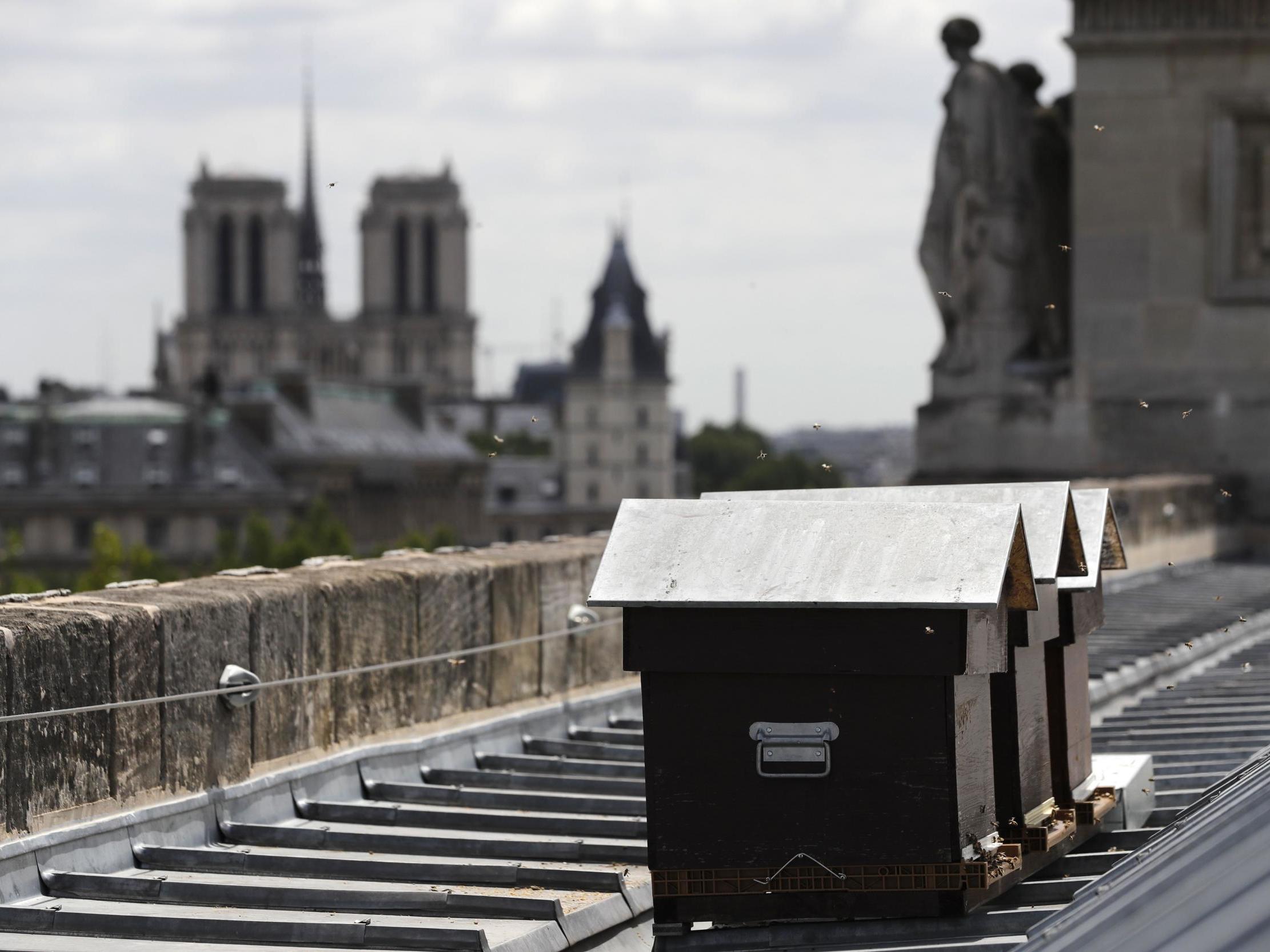 Hives are installed on the roofs of Paris buildings, including Notre Dame, to boost bee numbers