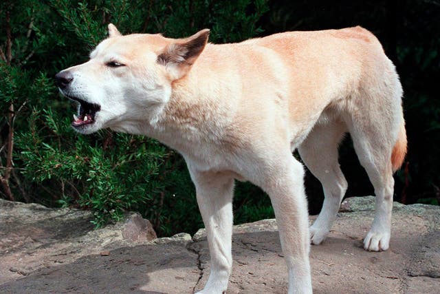 The boy was reportedly the third child to be attacked by dingoes on Fraser Island this year