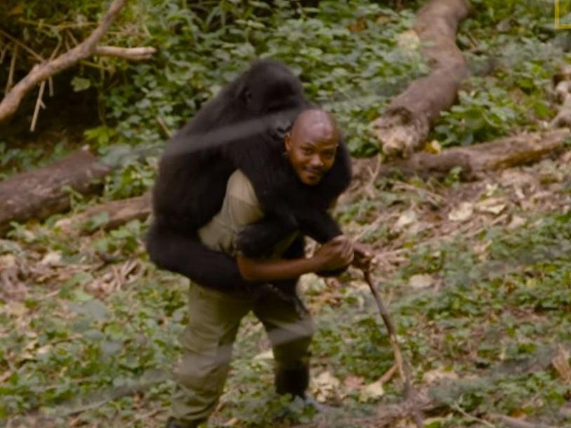 Cheeky' gorillas strike a pose in selfie with park ranger