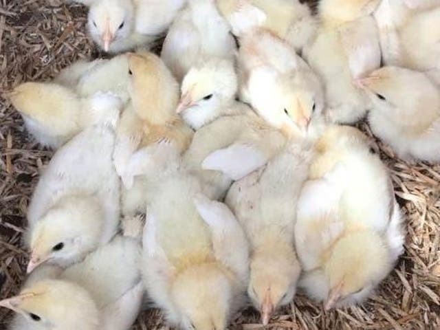 Chicks dumped in Cambridgeshire