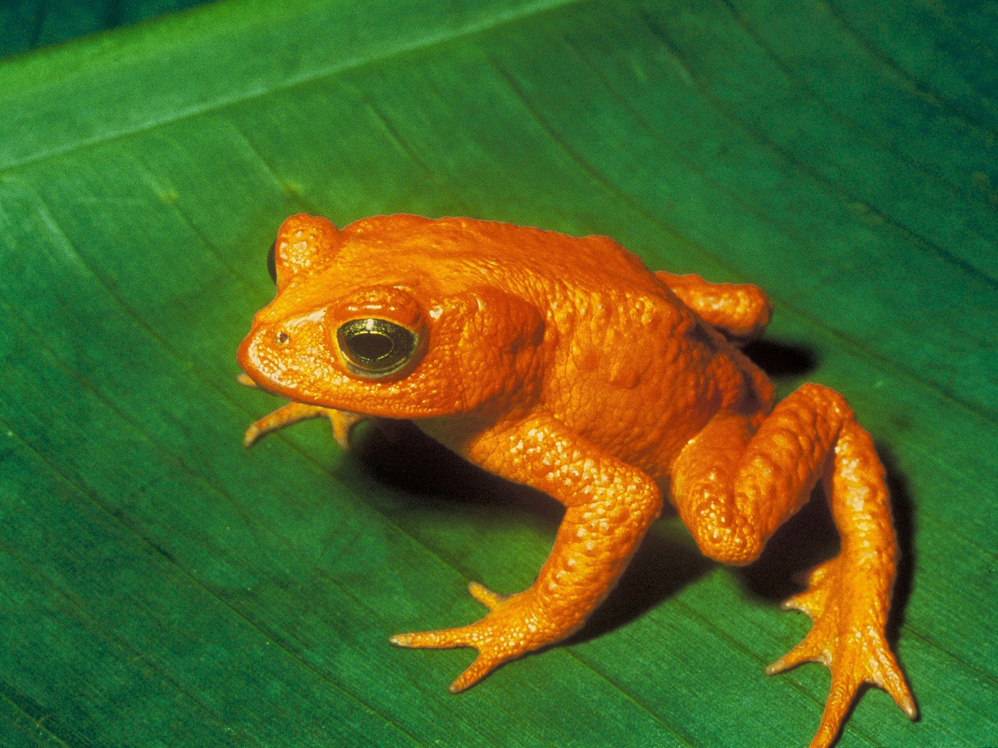 The golden toad of Costa Rica (Incilius periglenes) is now considered to be extinct after it was last seen in the cloud forest of Monteverde