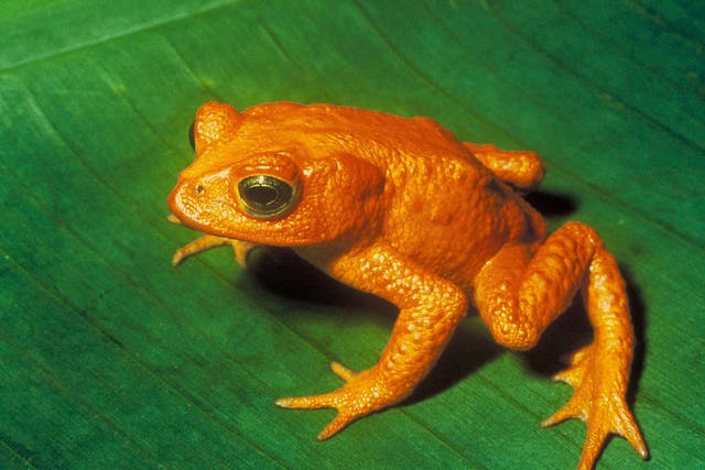 The golden toad of Costa Rica (Incilius periglenes) is now considered to be extinct after it was last seen in the cloud forest of Monteverde