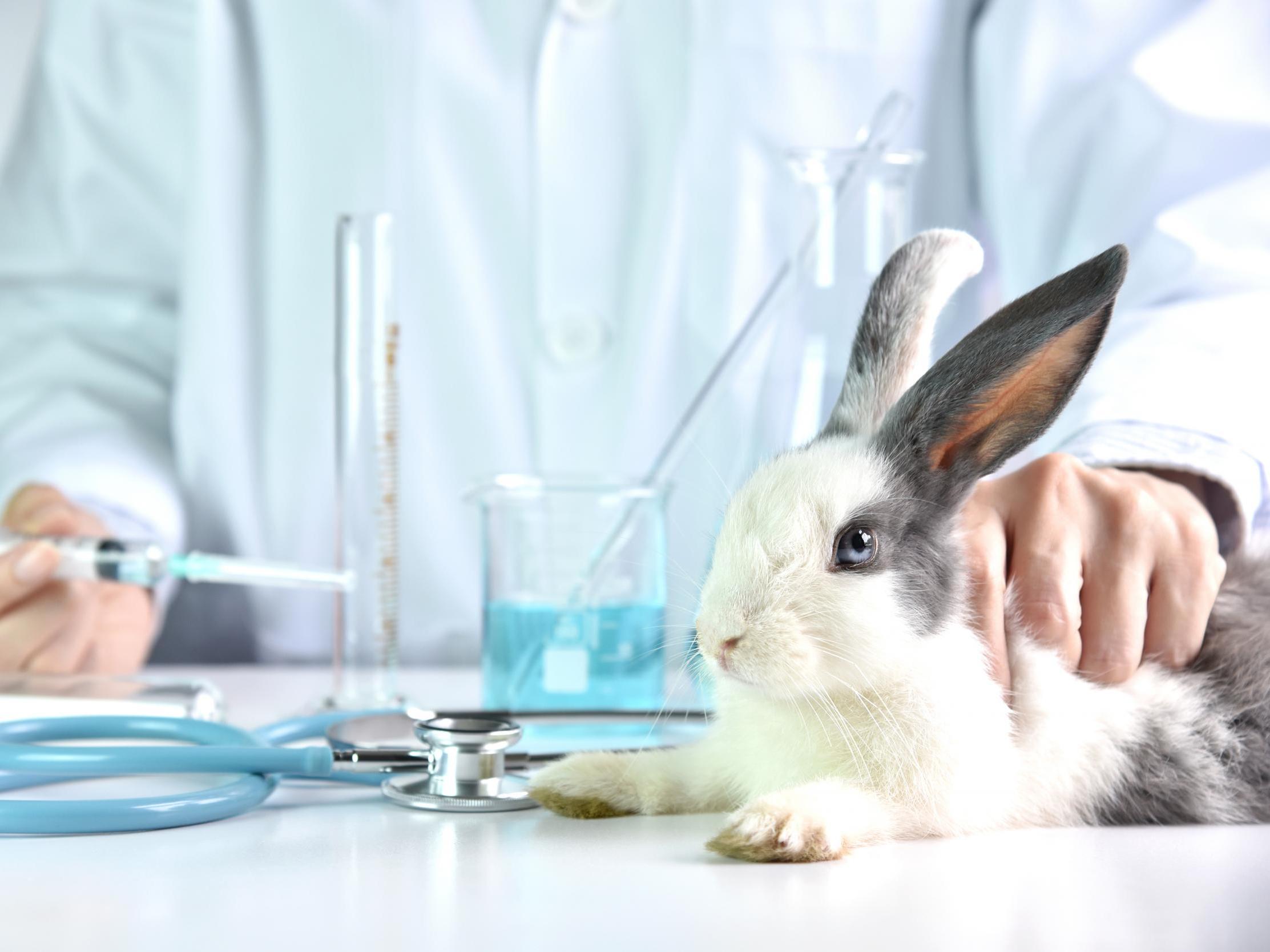 An estimated half a million animals are still used in tests for personal grooming products worldwide