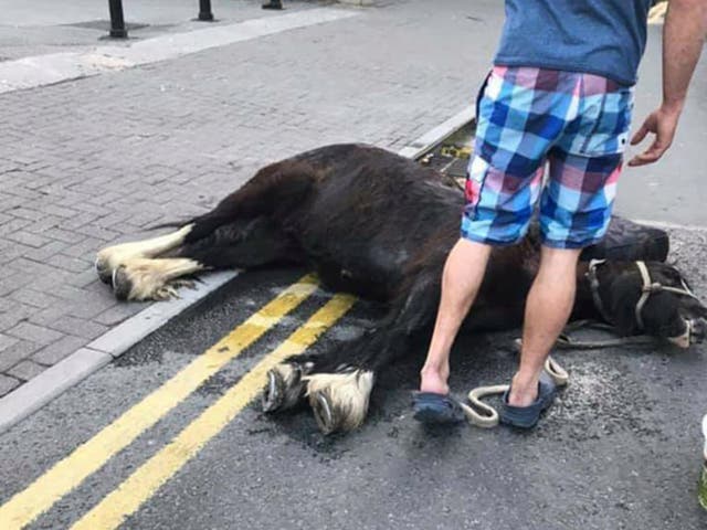 The horse collapsed on the hottest day of the year so far on Westgate Street in Cardiff city centre