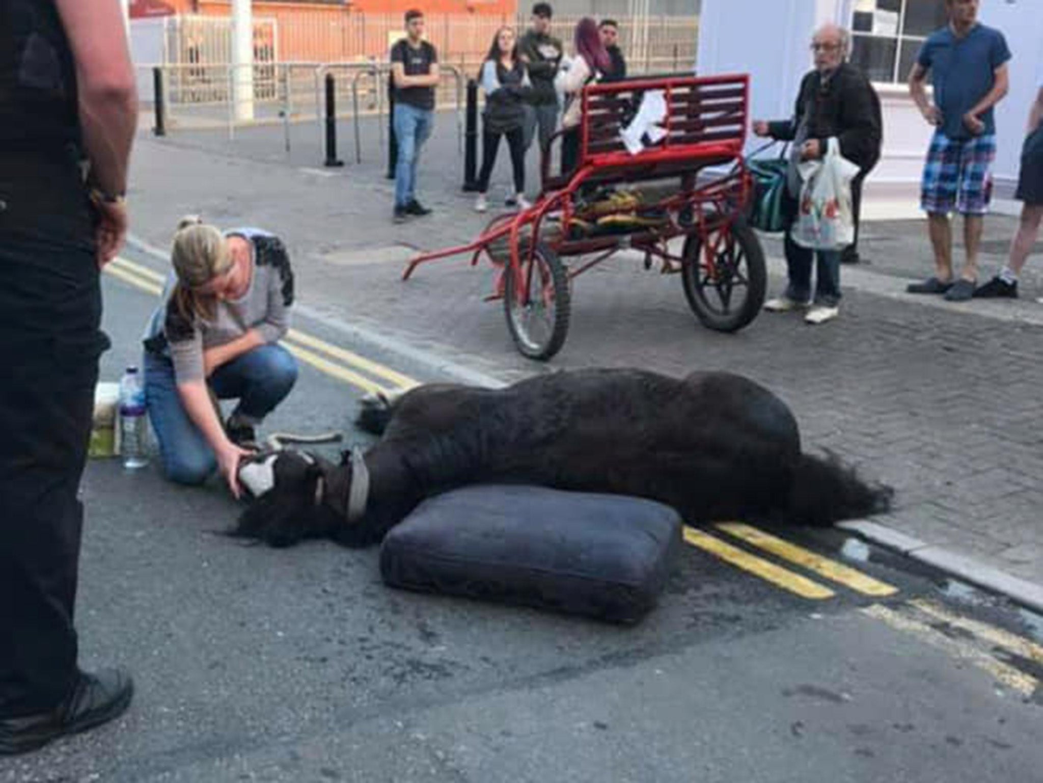 The horse is now in a stable condition at Whispering Willows Sanctuary in Pontardawe and Gowerton, South Wales