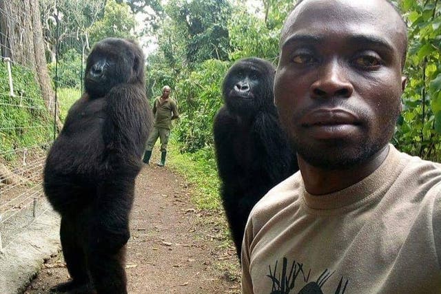 A pair of orphaned mountain gorillas strike an uncannily human pose with ranger Mathieu Samavu