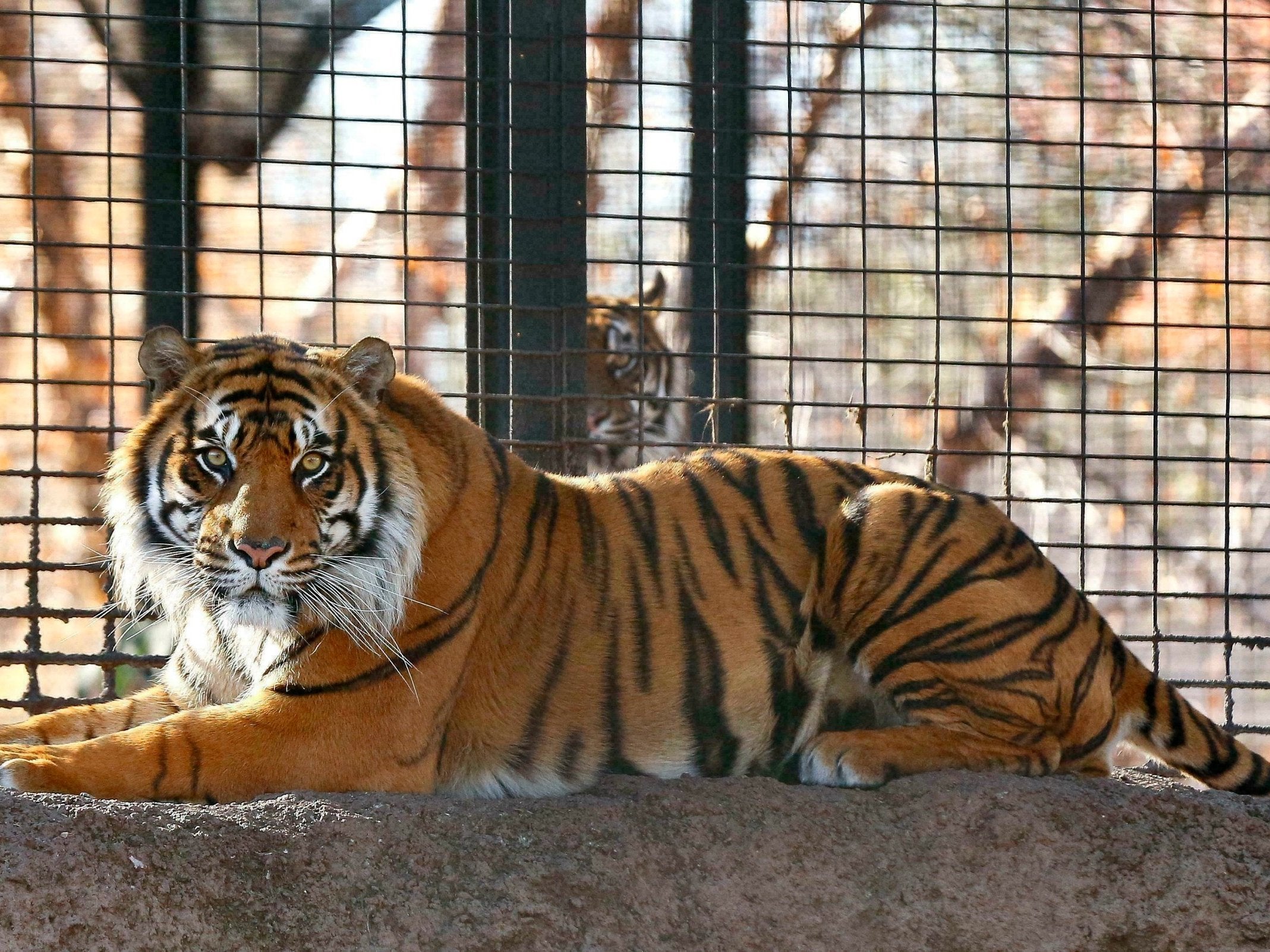 Sanjiv, a Sumatran tiger at the Topeka Zoo in Topeka, Kansas. City officials say Sanjiv attacked a zookeeper early Saturday 20 April 2019, at the zoo.