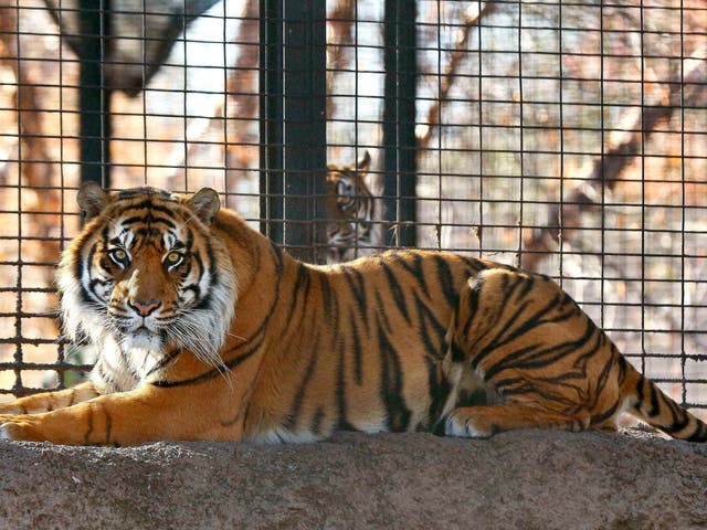 Sanjiv, a Sumatran tiger at the Topeka Zoo in Topeka, Kansas. City officials say Sanjiv attacked a zookeeper early Saturday 20 April 2019, at the zoo.