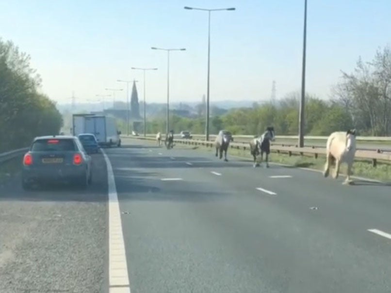 Horses spotted galloping wrong way along motorway: &apos;They were totally oblivious to the danger&apos;