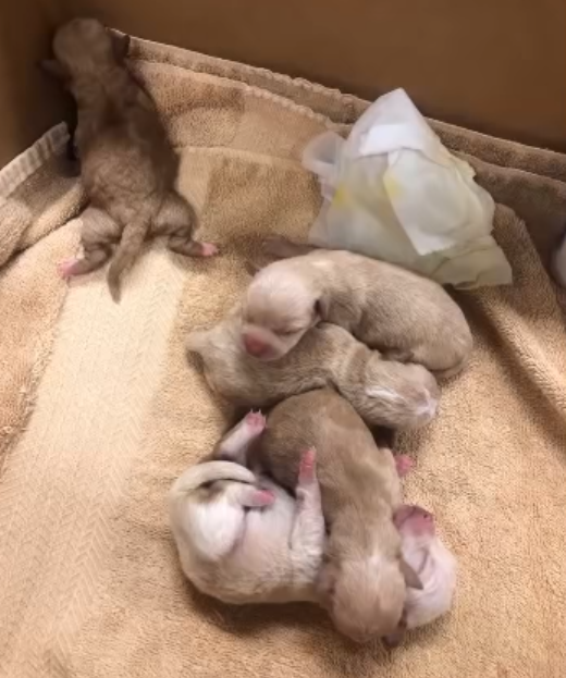 Five of the rescued puppies