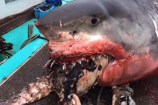Great white shark chokes to death on sea turtle