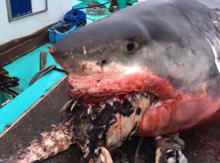 The great white shark was found in Japan (Facebook/Greg Vella)