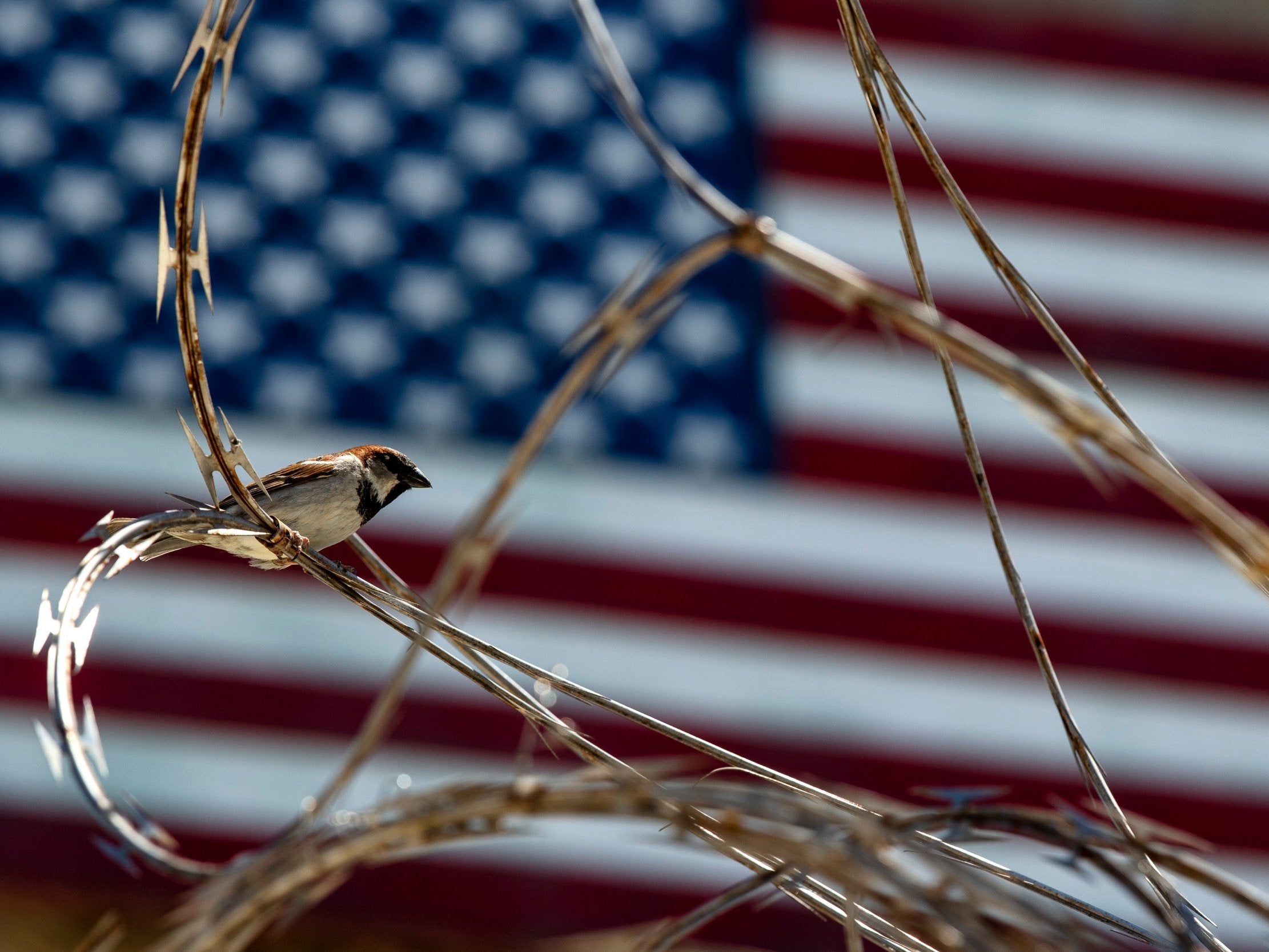 In this photo reviewed by US military officials, a sparrow sits on razor wire at the Camp VI detention facility in Guantanamo Bay Naval Base, Cuba