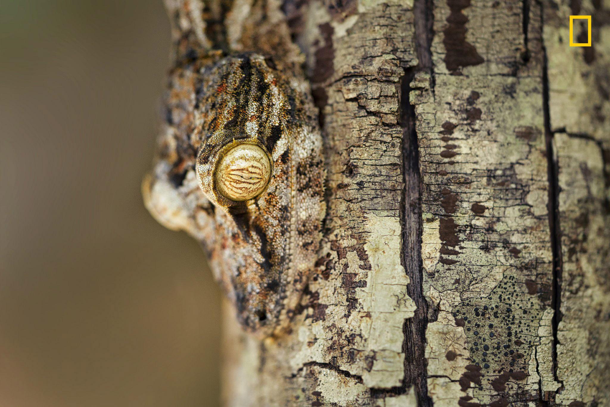 A gecko hides on a tree trunk and blends in with the environment