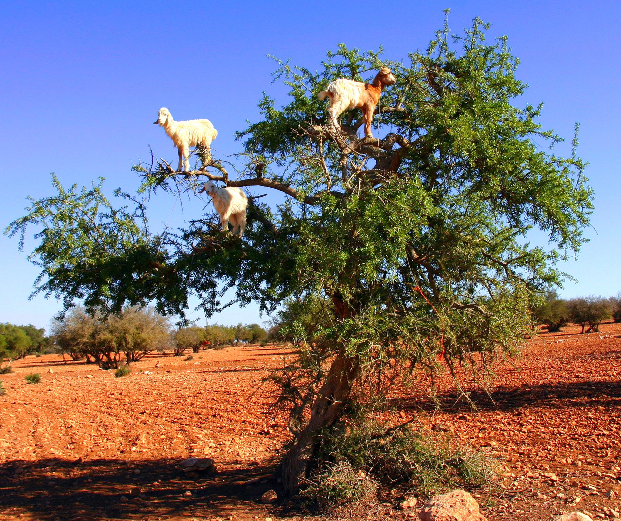 Imргeѕѕіⱱe sight of goats climbing up high tree branches leaves people ...