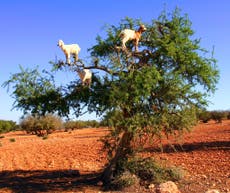 Tree-climbing goats ‘forced up branches in scam to attract tourists’