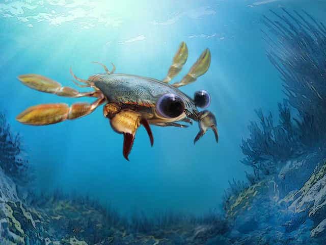 The unique Callichimaera perplexa crab had fin-like legs allowing it to swim, and large eyes, believed to enable it to hunt at night