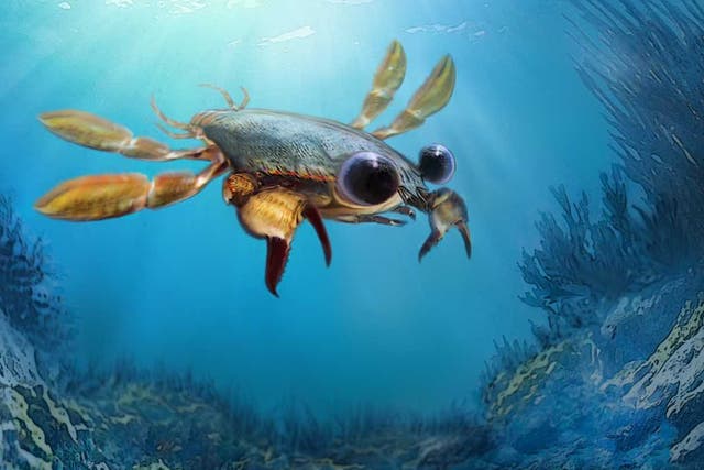 The unique Callichimaera perplexa crab had fin-like legs allowing it to swim, and large eyes, believed to enable it to hunt at night