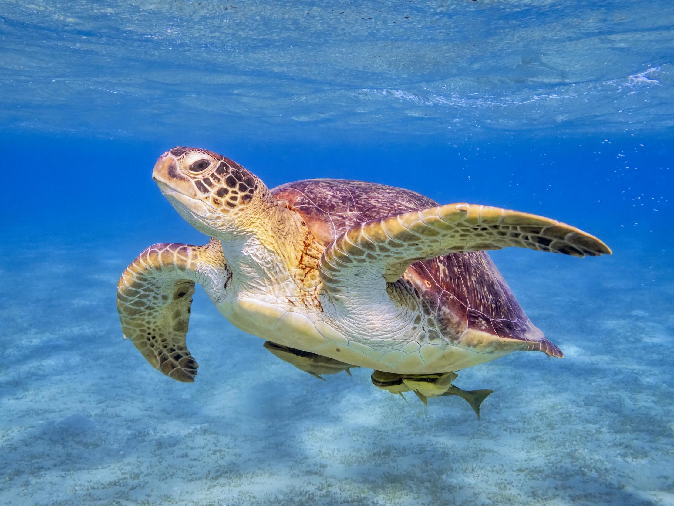 Green turtles are endangered and populations have reached historic lows over the last century