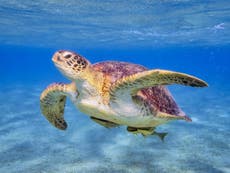 Endangered green turtles increasing in numbers, study shows