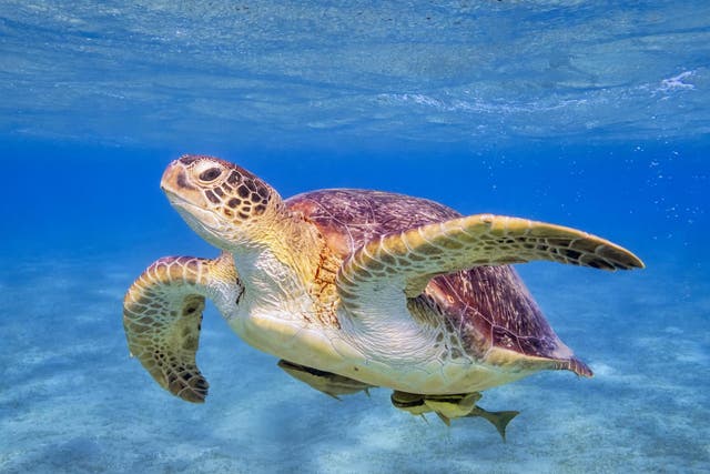 Green turtles are endangered and populations have reached historic lows over the last century